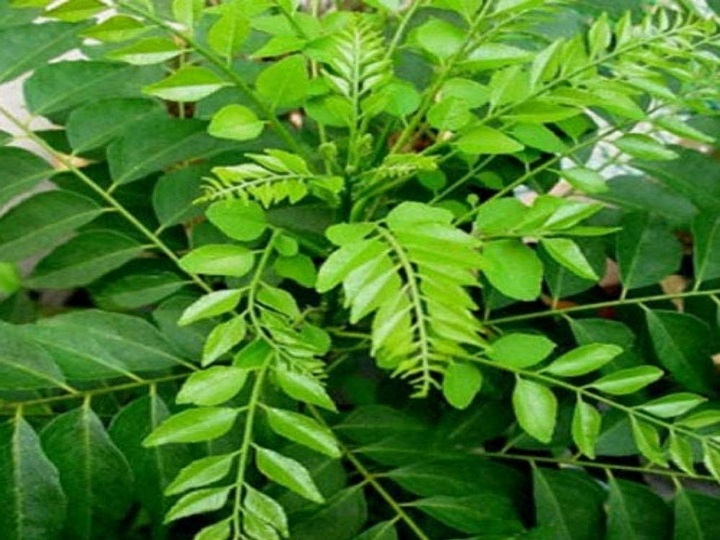 Muraja – Murraya koenigii