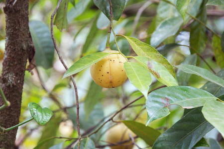 Muszkatołowiec wonny – Myristica fragrans