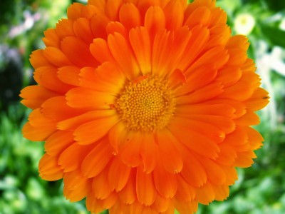 Nagietek lekarski – Calendula officinalis