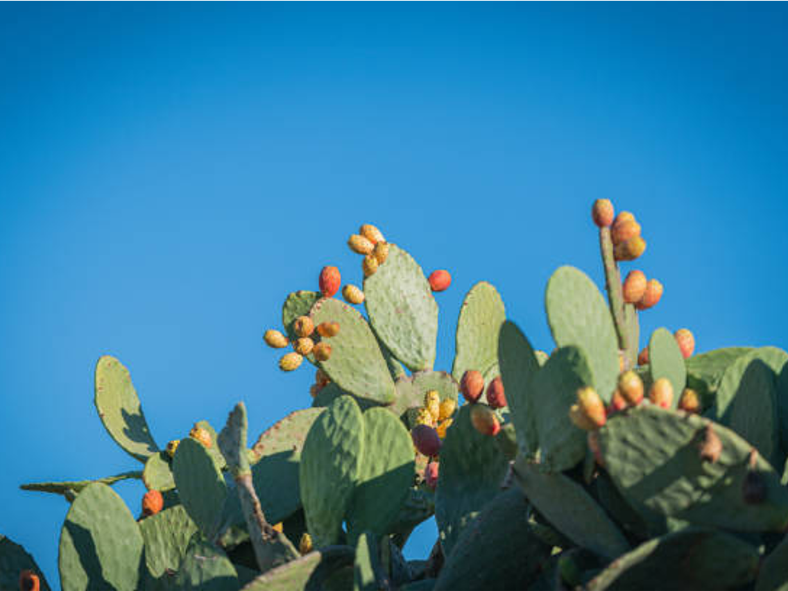 Nopál – Opuncja figowa (Opuntia ficus-indica)