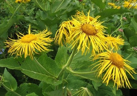 Oman wielki – Inula helenium