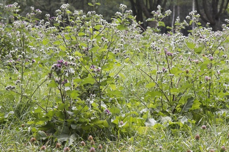 Łopian większy – Arctium lappa