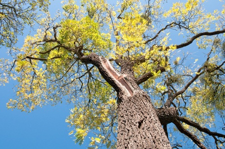 Orzech czarny – Juglans nigra