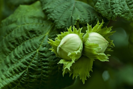 Orzech laskowy – Corylus avellana