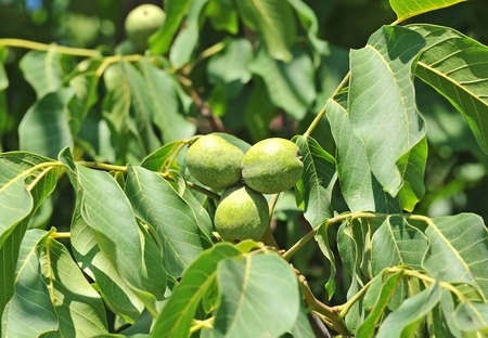 Orzech włoski – Juglans regia