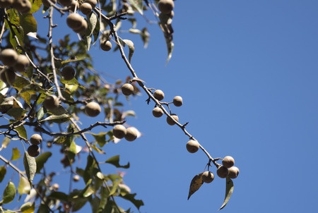 Orzechowiec mydlany – Sapindus mukorossi