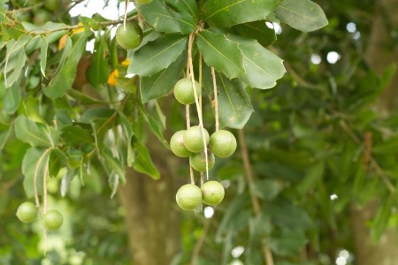 Orzechy makadamia – Macadamia
