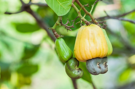 Orzechy nerkowca – Anacardium occidentale
