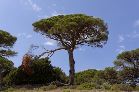 Orzeszki piniowe – Pinus pinea