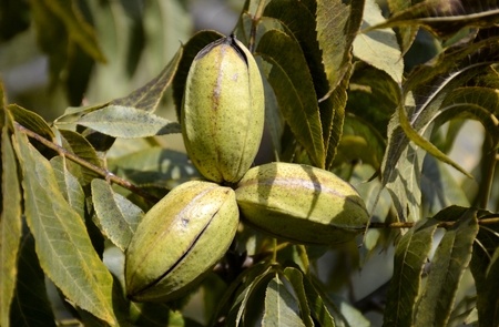 Orzesznik jadalny – Carya illinoinensis