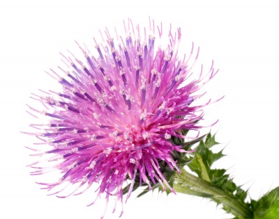 Ostropest plamisty – Silybum marianum