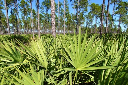 Palma sabalowa – Serenoa repens