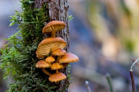 Penízówka aksamitnotrzonowa – Flammulina velutip