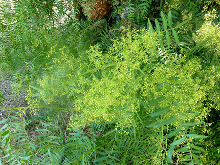 Pepřowiec brazylijski – Schinus terebinthifolius