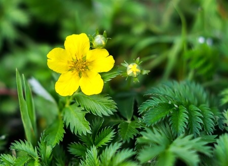 Pięciornik gęsi – Potentilla anserina