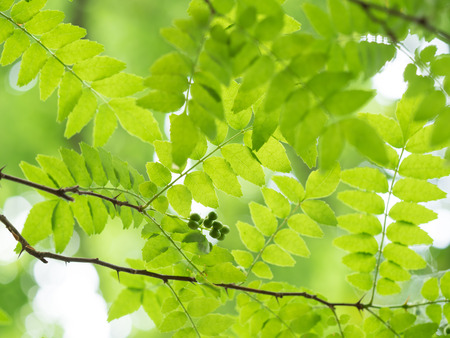 Pieprz syczuański – Zanthoxylum piperitum