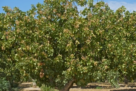 Pistacja – Pistacia vera