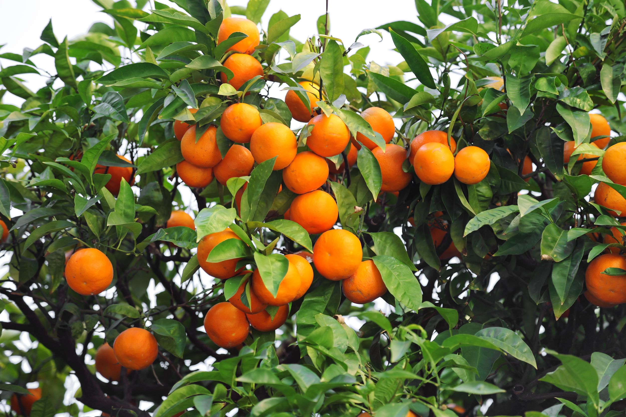 Pomarańcza chińska – Citrus sinensis