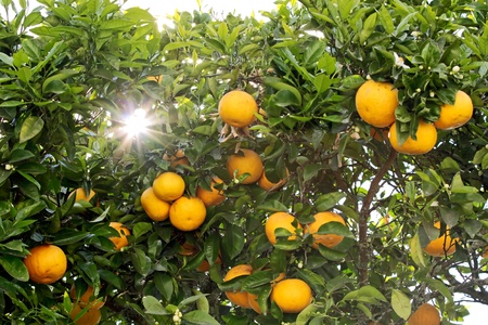 Pomarańcza gorzka – Citrus aurantium