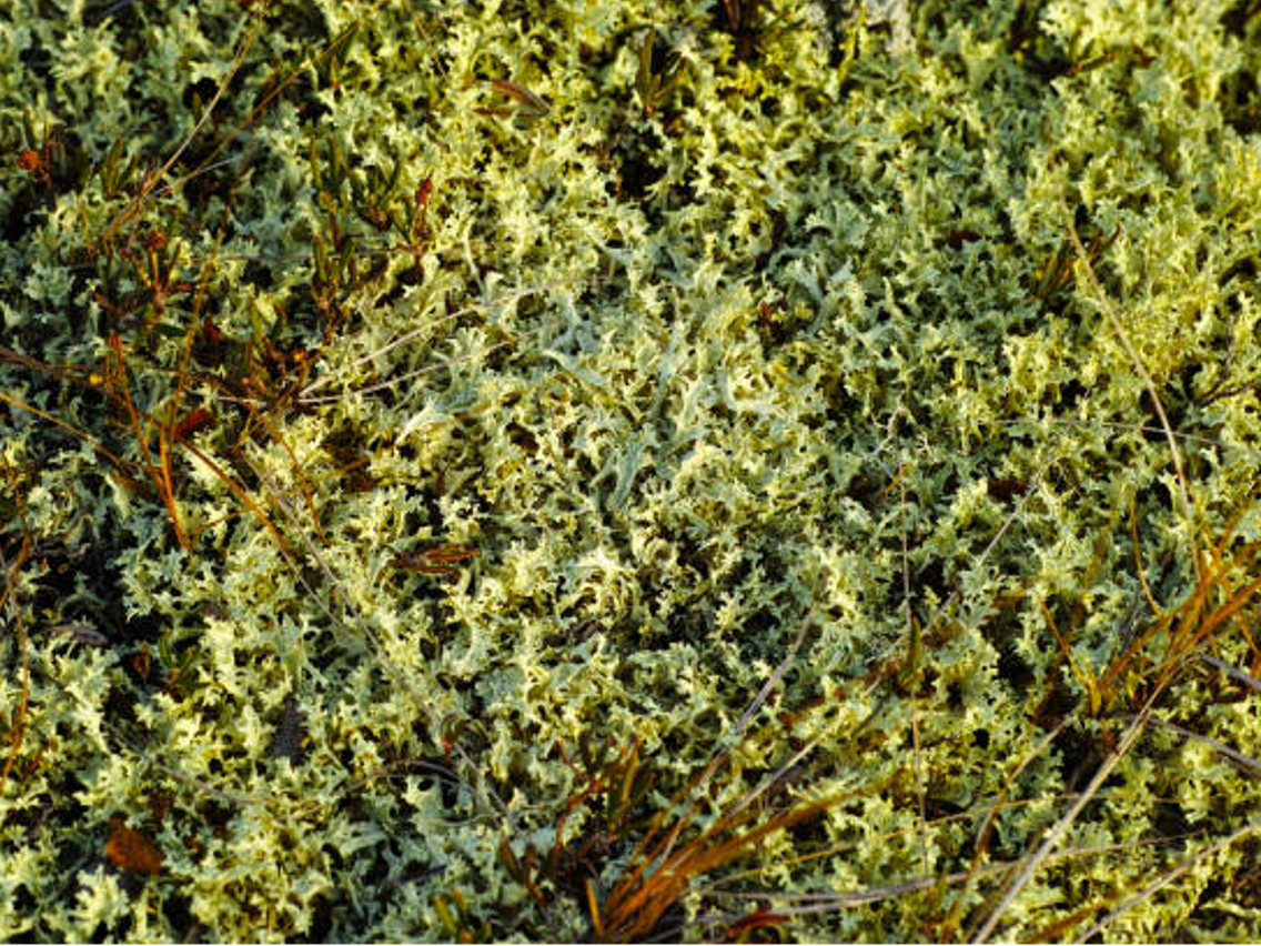 Porost islandzki – Cetraria islandica