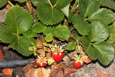 Poziomka – Fragaria