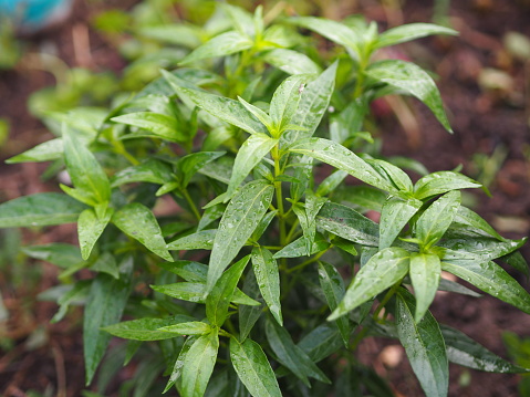 Práwienka kłosowa – Andrographis paniculata