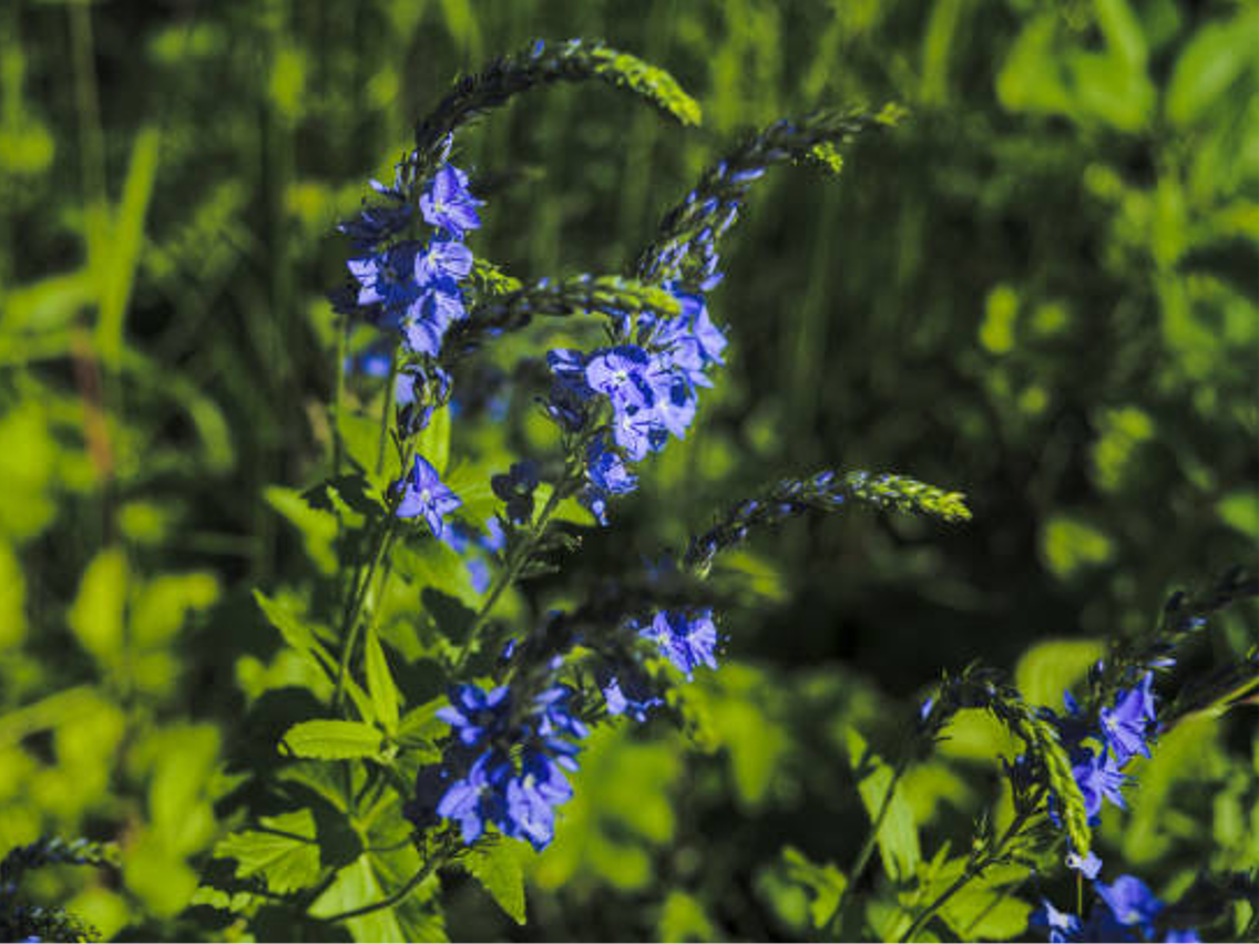 Przetacznik lekarski – Veronica officinalis