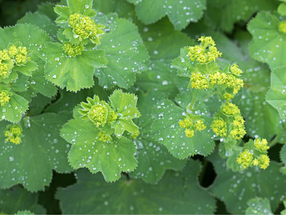 Przywrotnik pospolity – Alchemilla vulgaris