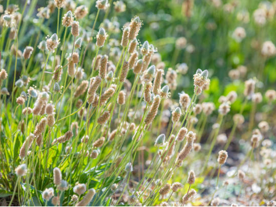 Psyllium – Plantago ovata