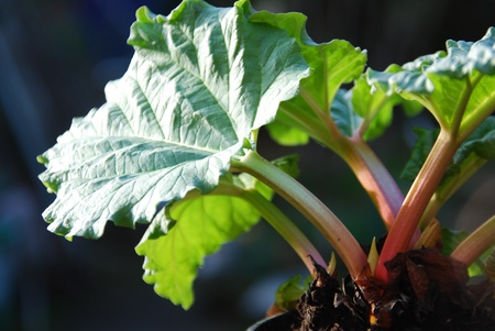 Rabarbar ogrodowy – Rheum rhabarbarum