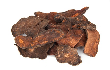 Rdest wielokwiatowy – Polygonum multiflorum