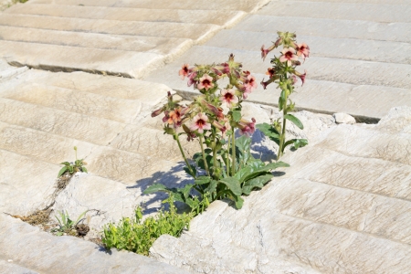 Rehmánia lepka – Rehmannia glutinosa