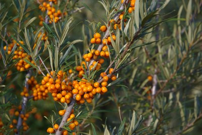 Rokitnik zwyczajny – Hippophae rhamnoides