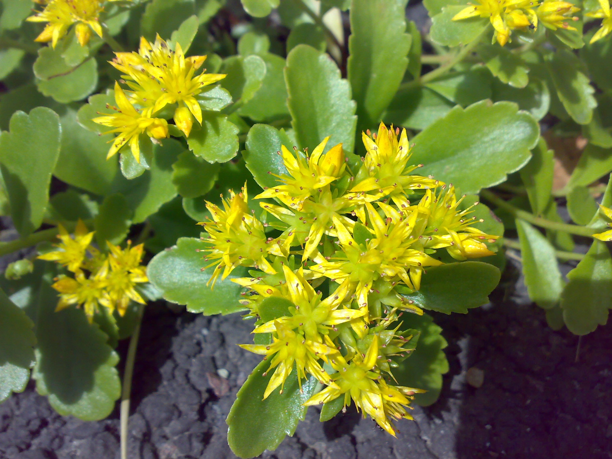 Różeniec górski – Rhodiola rosea