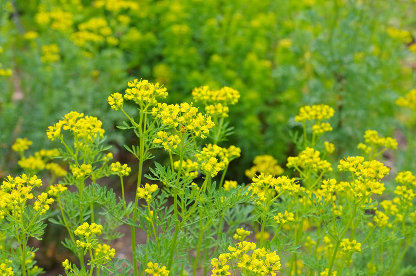 Ruta – Ruta graveolens
