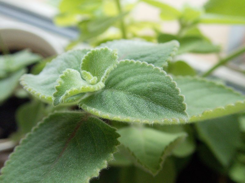 Rymownik cytrynowy – Plectranthus amboinicus