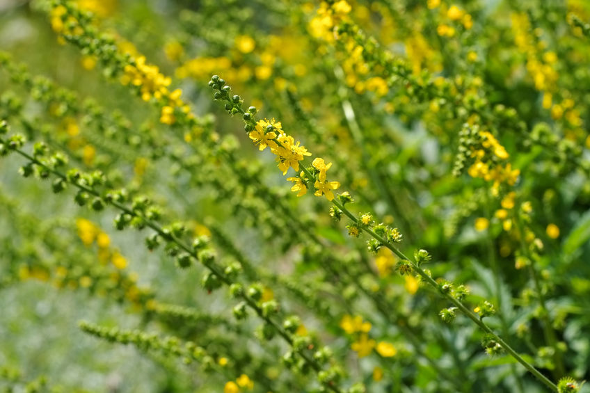 Rzepik lekarski – Agrimonia eupatoria