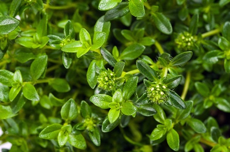 Saturejka – Satureja hortensis