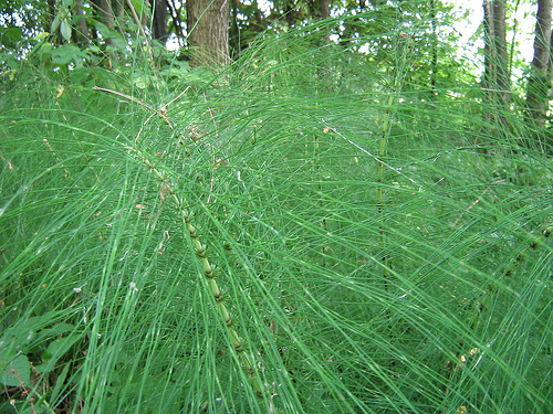 Skrzyp olbrzymi – Equisetum giganteum