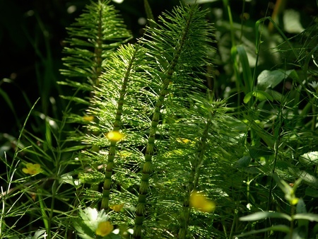 Skrzyp polny – Equisetum arvense
