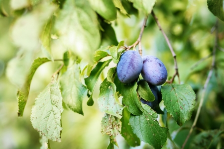 Śliwa domowa – Prunus domestica