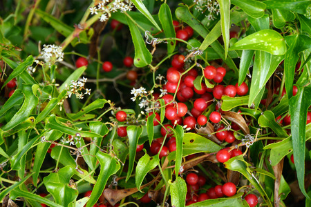 Smilaks lekarski – Smilax officinalis