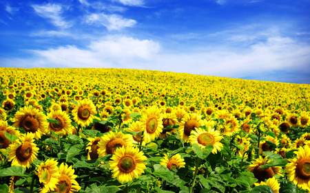 Słonecznik zwyczajny – Helianthus annuus