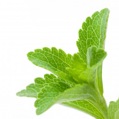Stewia słodka – Stevia rebaudiana