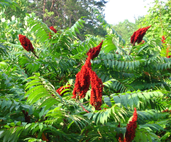Sumak garbarski – Rhus coriaria