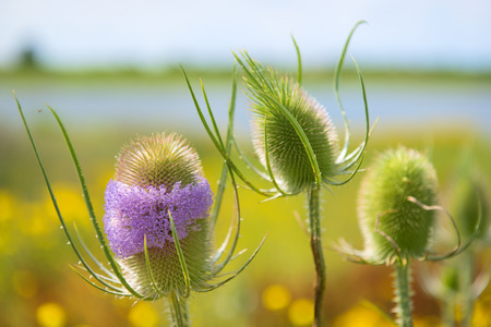 Świerzbnica leśna – Dipsacus fullonum