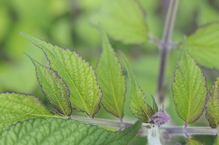 Szałwia czerwonokorzeniowa – Salvia miltiorrhiza