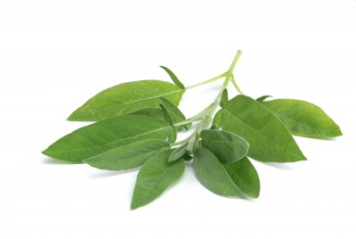 Szałwia lekarska – Salvia officinalis