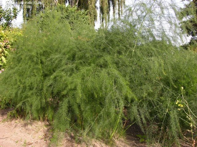 Szparag kochiński – Asparagus cochinchinensis