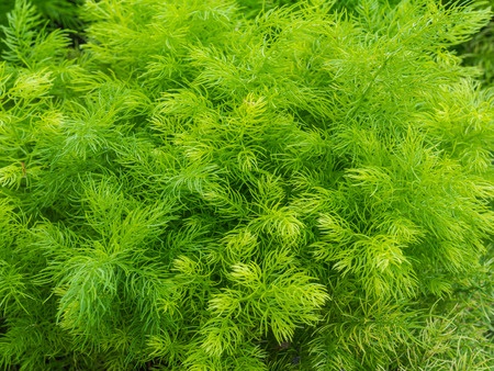 Szparag wielokwiatowy – Asparagus racemosus